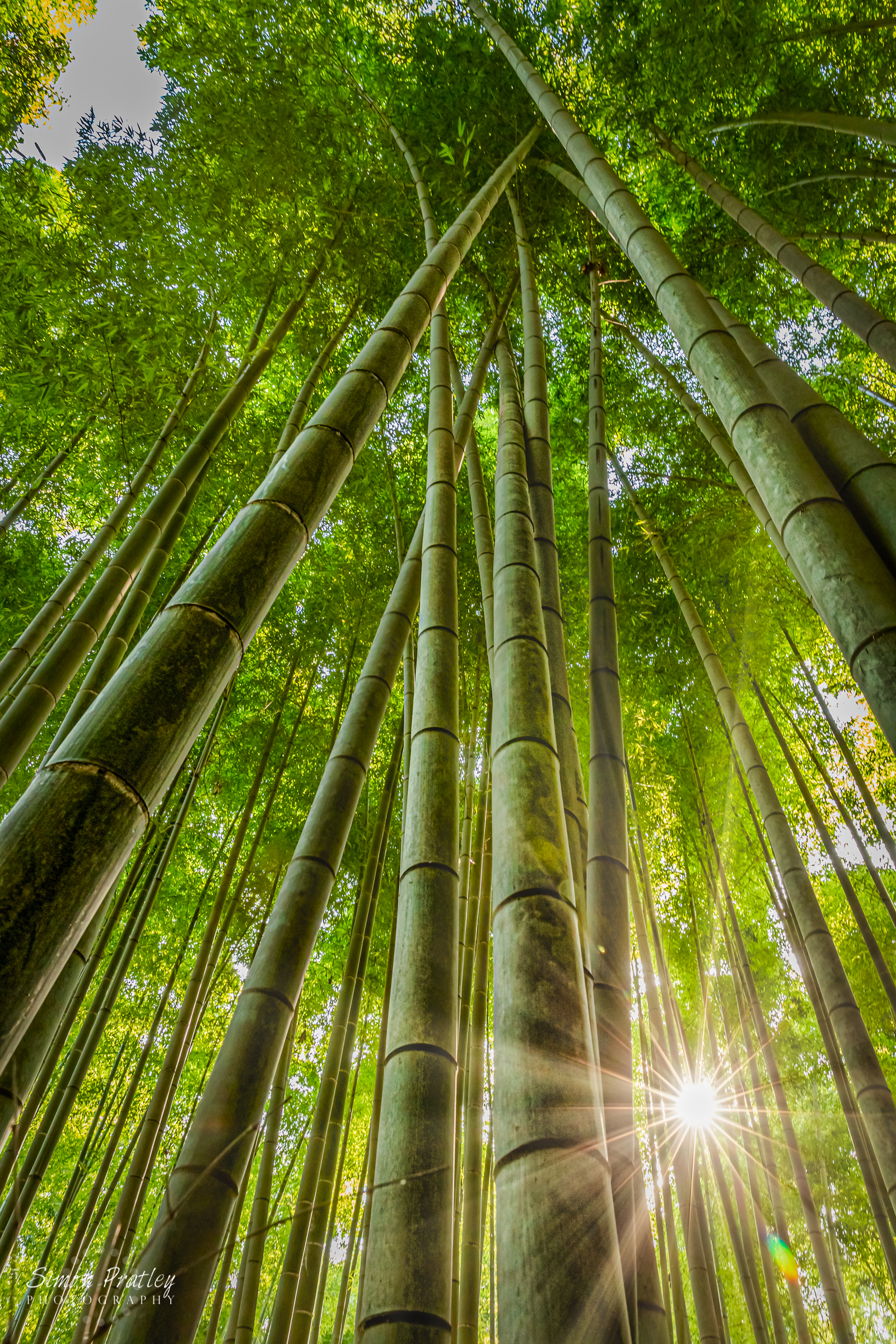Morning Amongst the Bamboo