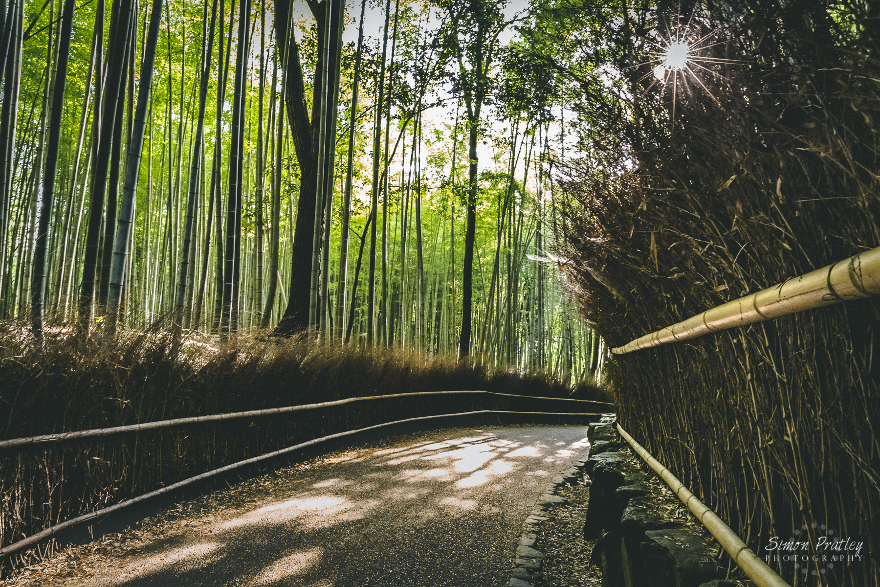 Morning in the Bamboo Forest of Arashiyama