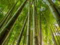 Morning Amongst the Bamboo