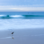 Peaceful Plover
